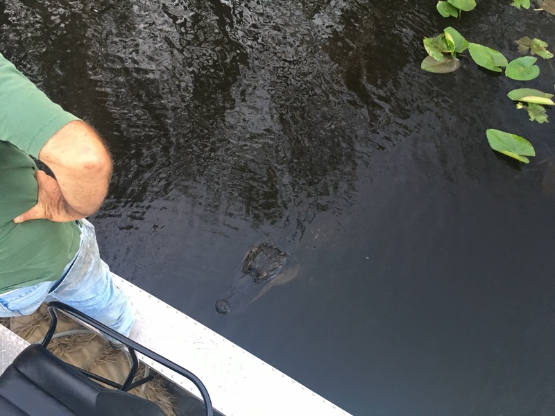 airboat tour miami beach
